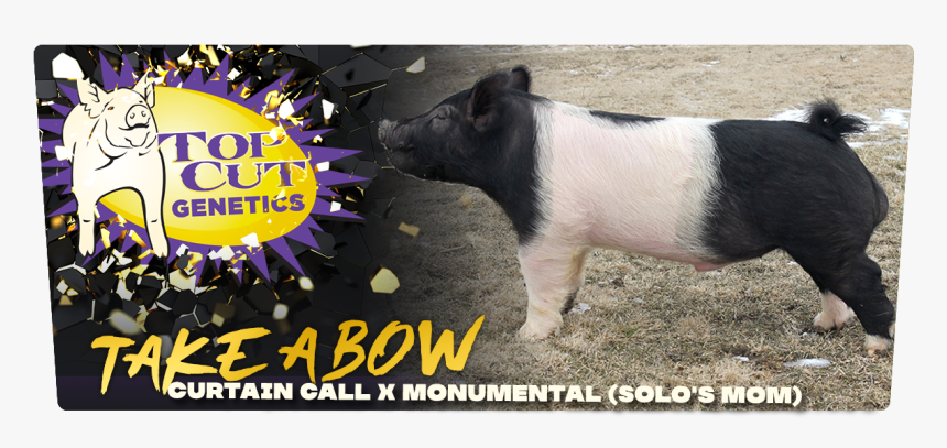 # - Domestic Pig, HD Png Download