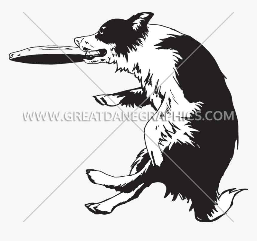 Transparent Dogs Playing Clipart - Border Collie Frisbee Clipart, HD Png Download
