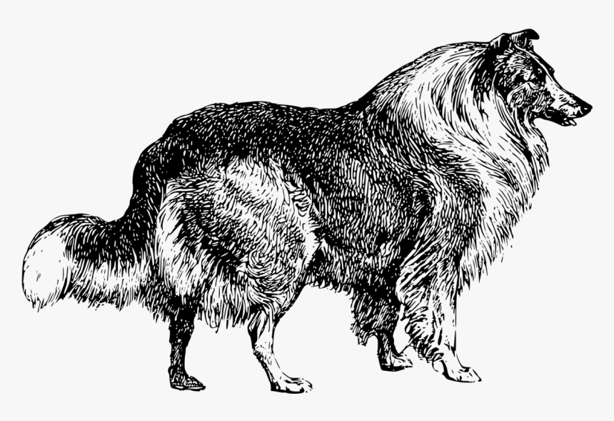 Line Art,wildlife,tail - Collie Dog Clip Art Black And White, HD Png Download