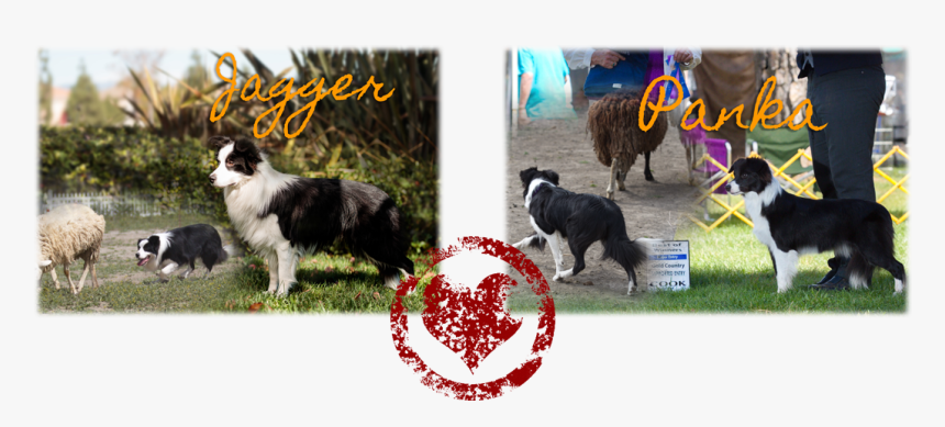 Dog Catches Something, HD Png Download