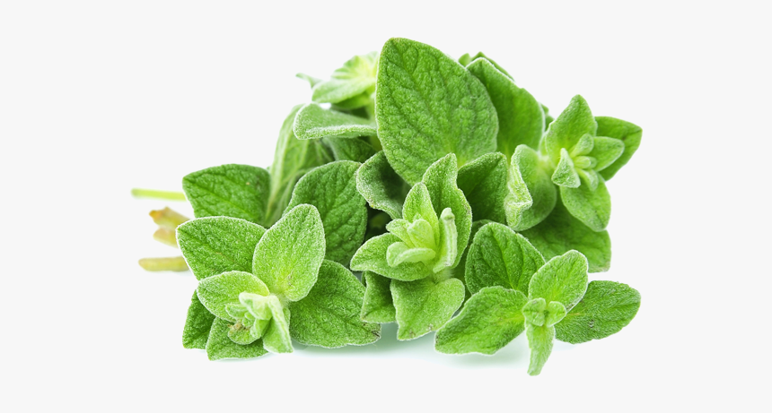 Marjoram - Oregano Leaves, HD Png Download
