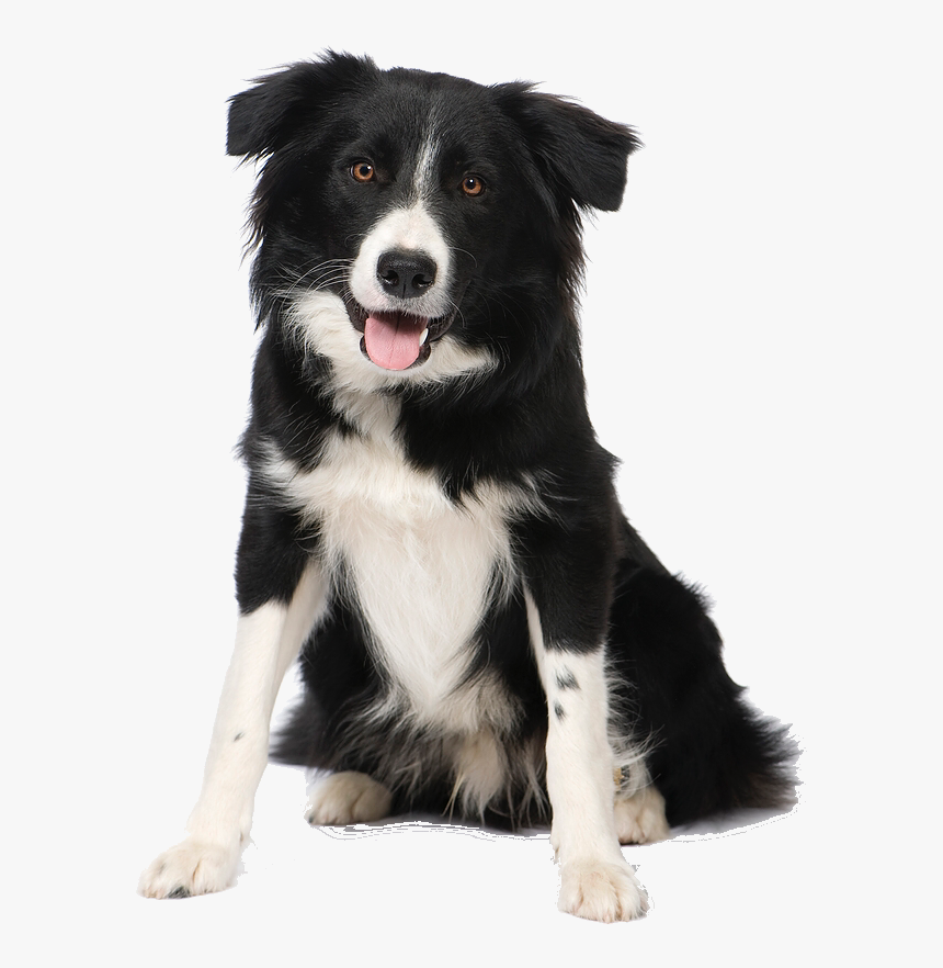 Medium Dog Breeds Nz, HD Png Download