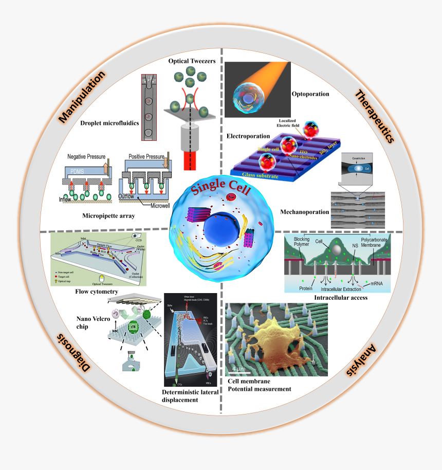 Circle, HD Png Download