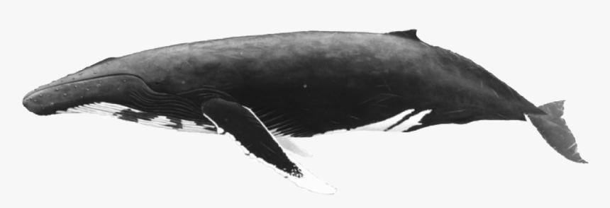 Whale, HD Png Download