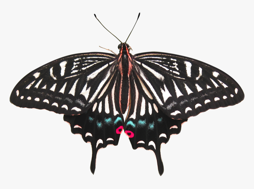 Transparent Background Butterfly Png Free, Png Download
