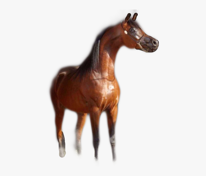 Transparent Trojan Horse Clipart - Sorrel, HD Png Download