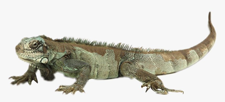 Clip Art Iguana Animal - You Ve Heard 9f Elf On A Shelf But Have You, HD Png Download