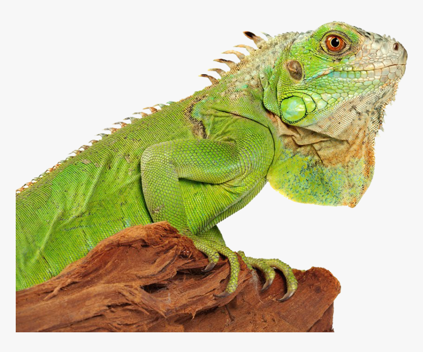 Iguana Png, Transparent Png