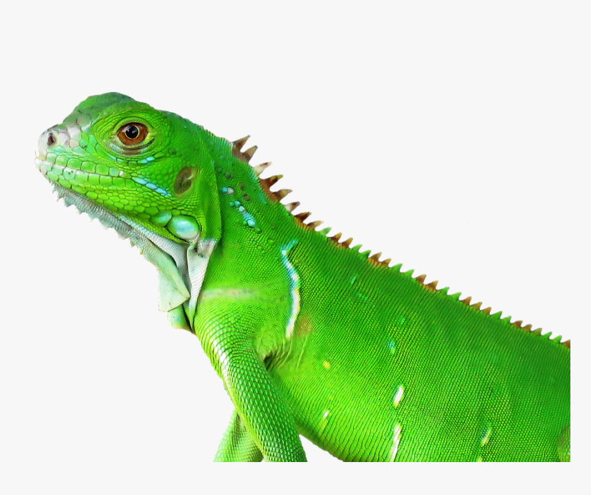 Lizard, Reptile, Tropical, Nature, Animal, Vertebrate - Tropical Animal Png, Transparent Png