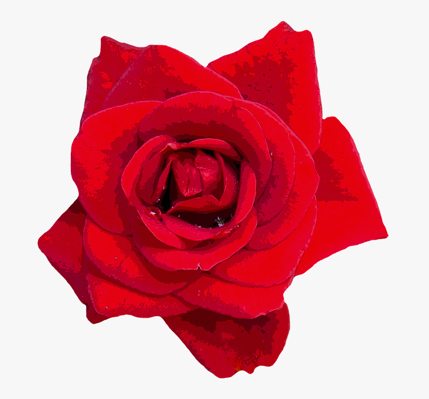 Roses, Red, Flowers, Red Rose, Garden Rose, Rose Blooms - Red Flower Images In Png Format, Transparent Png