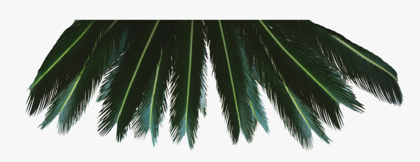 Attalea Speciosa, HD Png Download