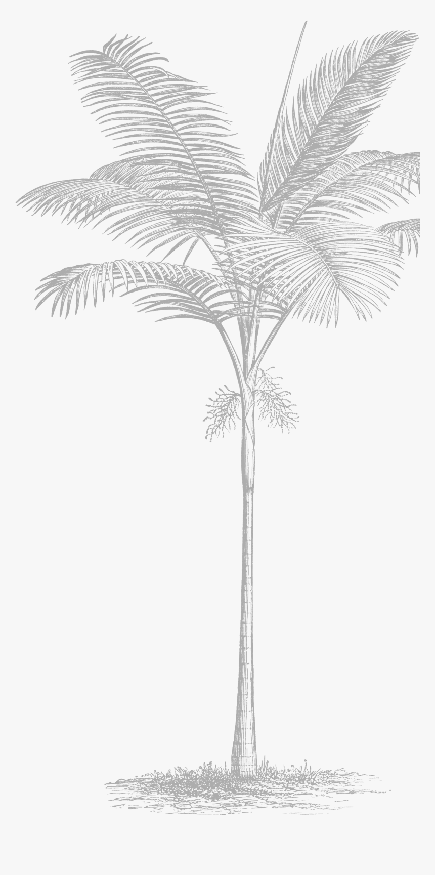 Sketch, HD Png Download