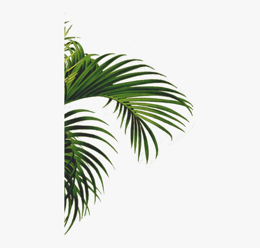 Attalea Speciosa, HD Png Download