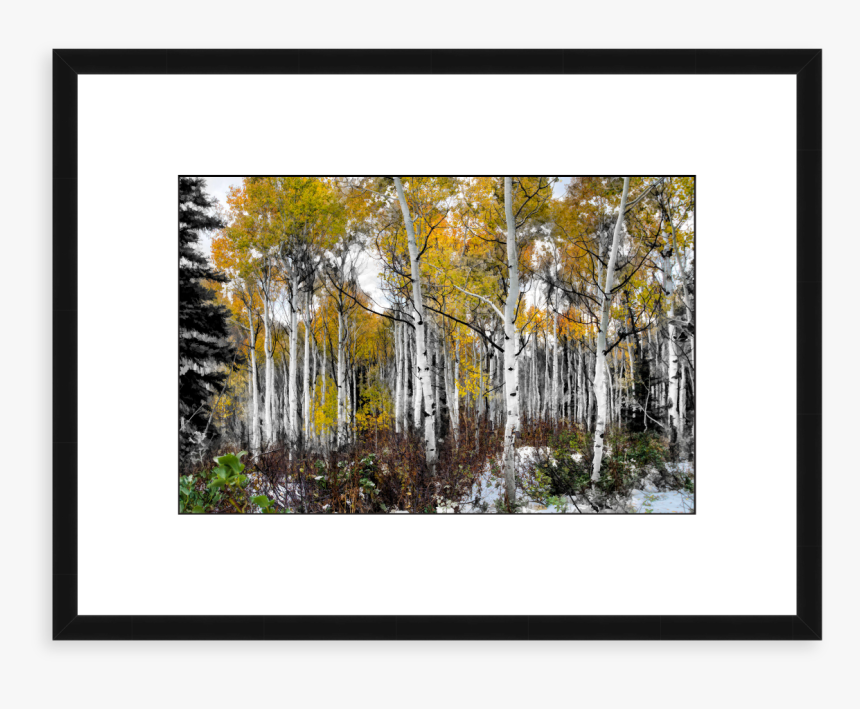 Painted-aspens, HD Png Download