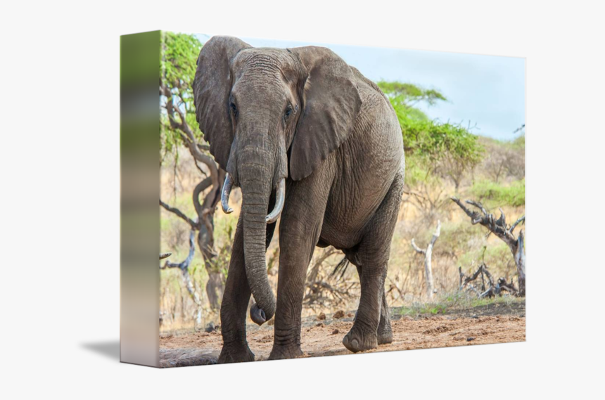 Bull Elephant Png - Indian Elephant, Transparent Png