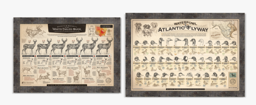 Collection, HD Png Download