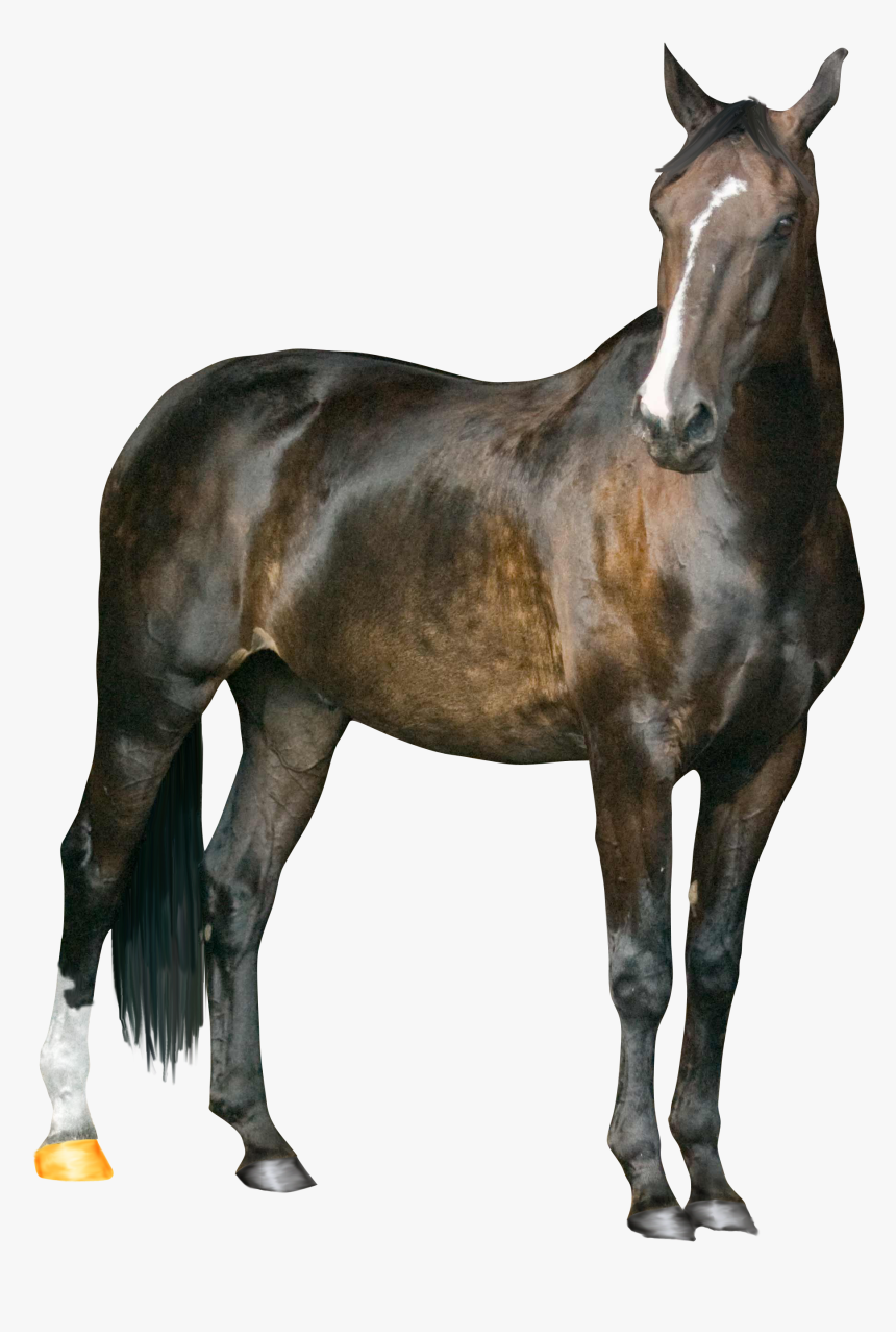 Transparent Horse Png - New Pic Of Riyaz, Png Download