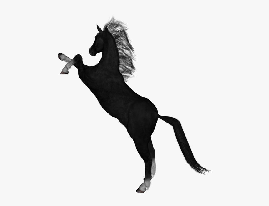 Black And White Horse Pictures Clipart, HD Png Download