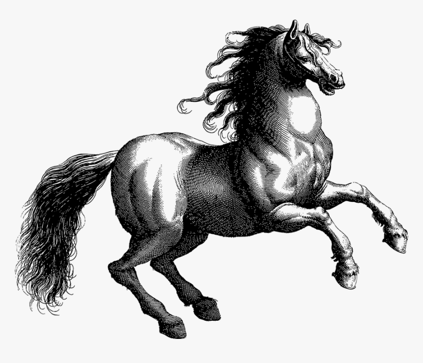 Vintage, Horse, Line Art, Equine, Animal, Rearing,, HD Png Download