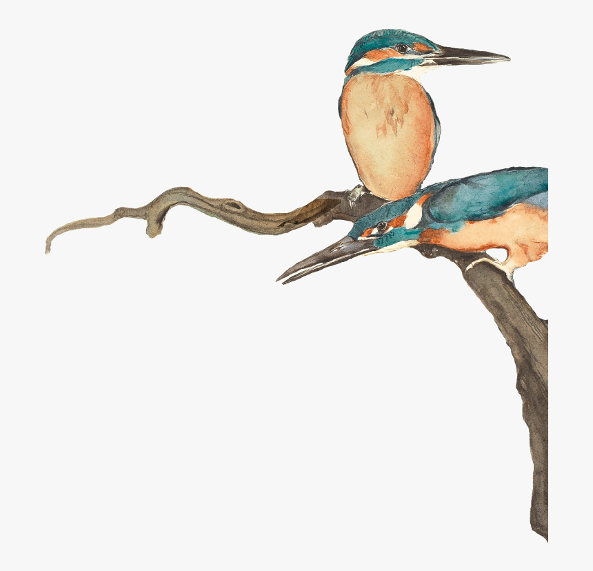 Coraciiformes, HD Png Download