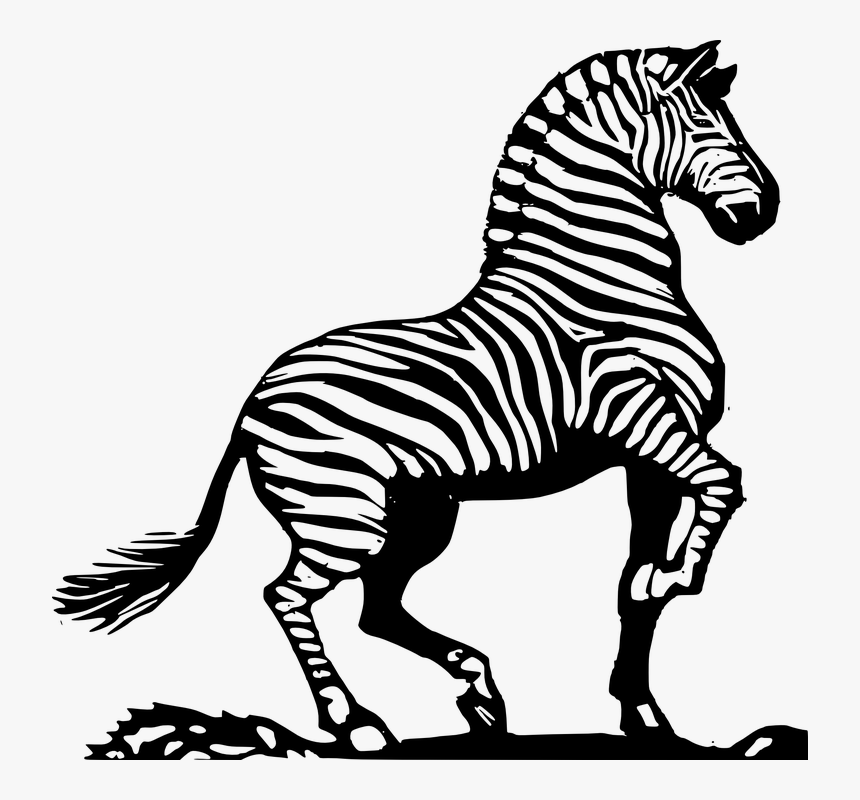 Zebra, African Zebra, Striped Zebra - Zebra Images Black And White, HD Png Download