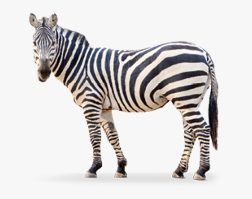 Transparent Zebra Head Png - Hartmann's Zebra Png, Png Download