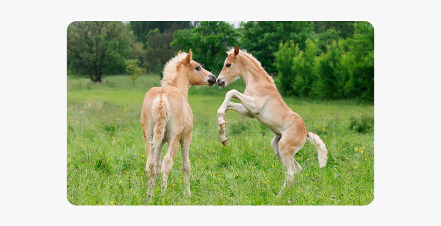 Haflinger Horses Cute Funny Pony Foals Playing Horse - Foals Playing, HD Png Download