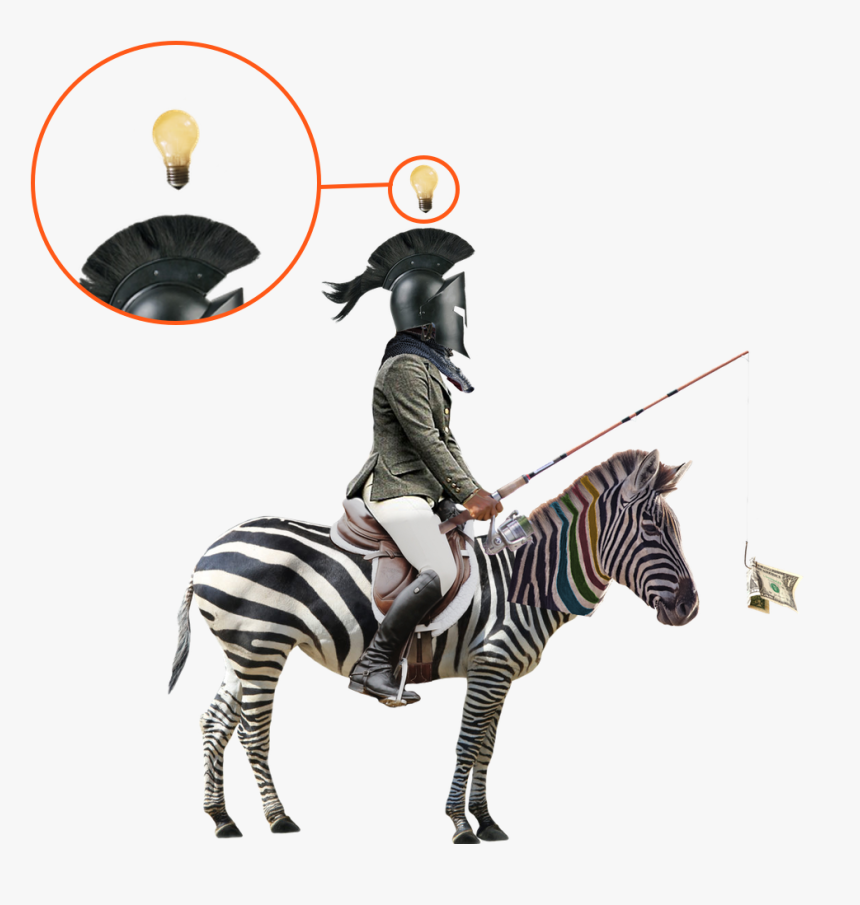 Zebra Images With White Background, HD Png Download