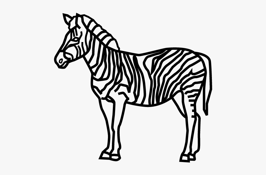 Zebra, HD Png Download