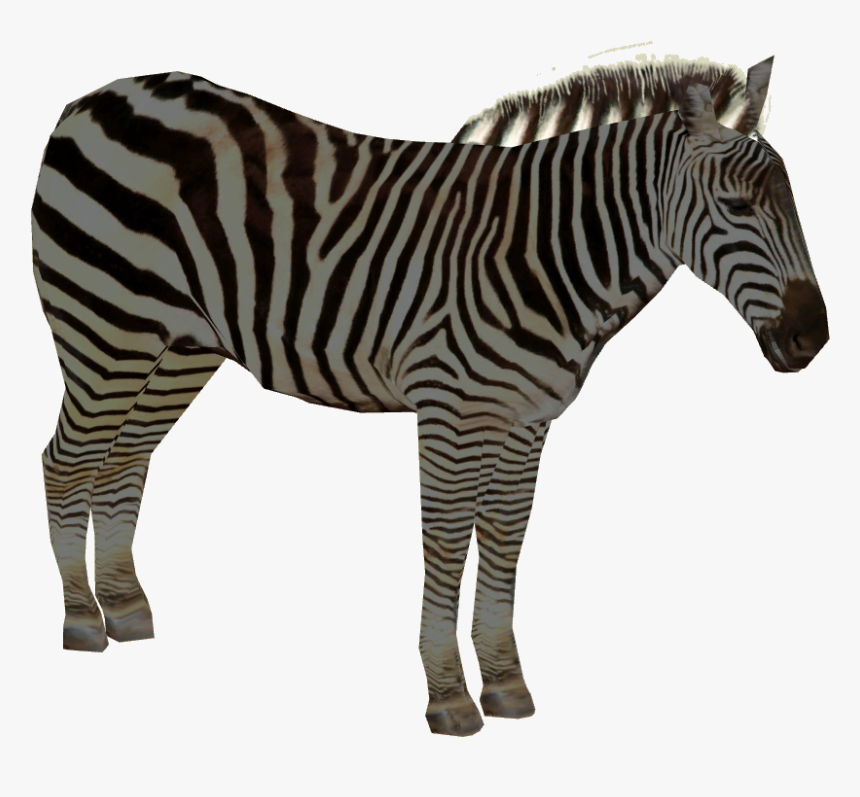 Zebra, HD Png Download