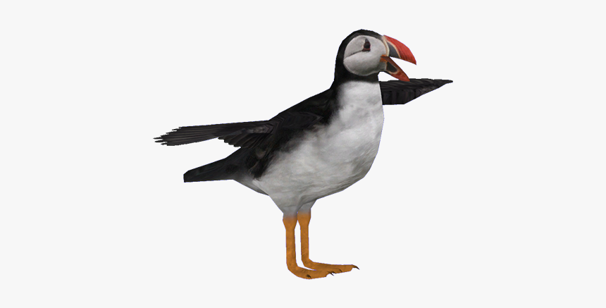 Atlantic Puffin Png - Atlantic Puffin, Transparent Png