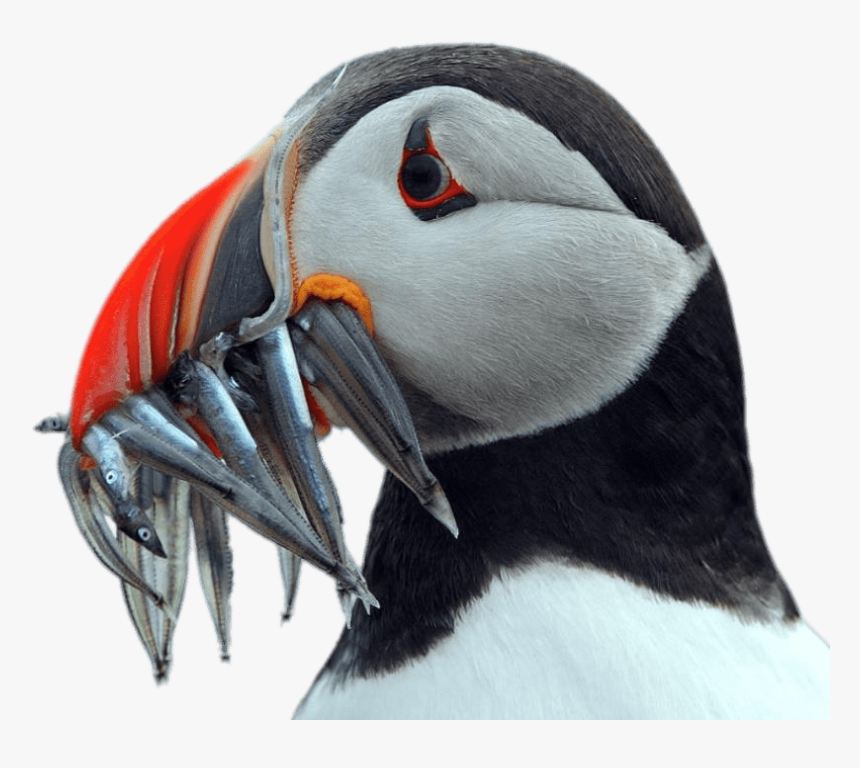 Puffin Holding Fish In His Beak - Puffin Transparent Background, HD Png Download