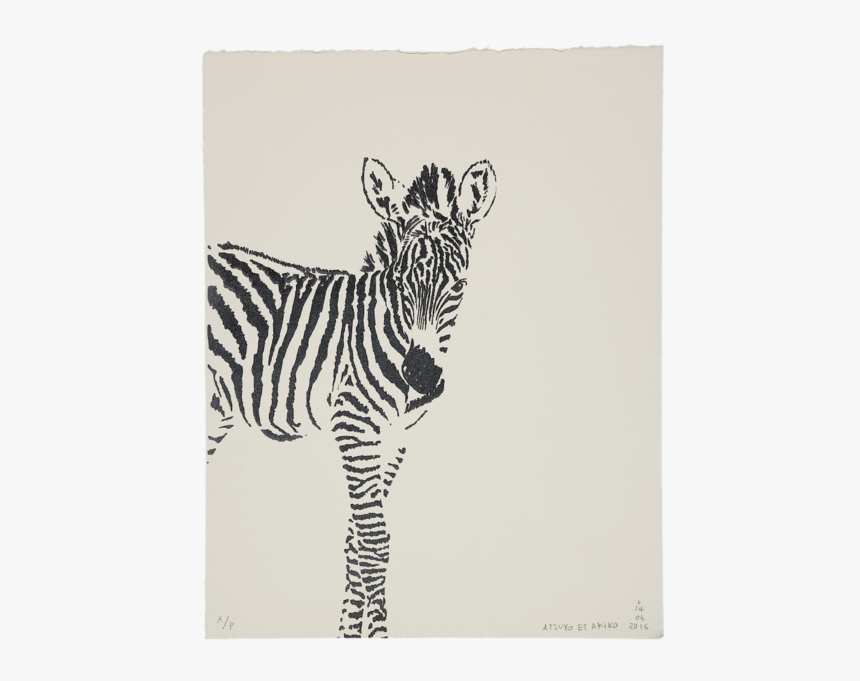 Zèbre - Zebra Cub White Background, HD Png Download