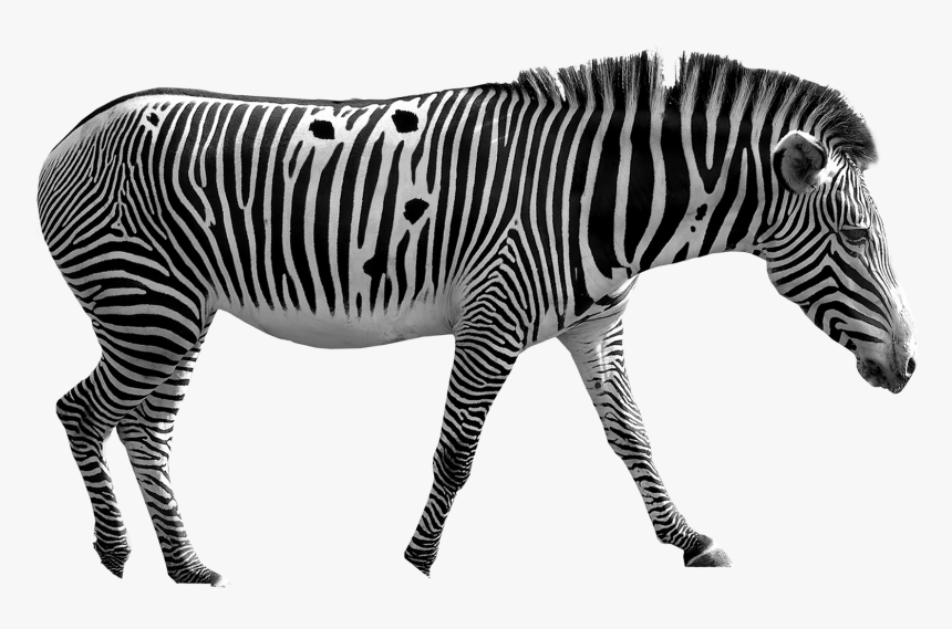 Zebra, HD Png Download