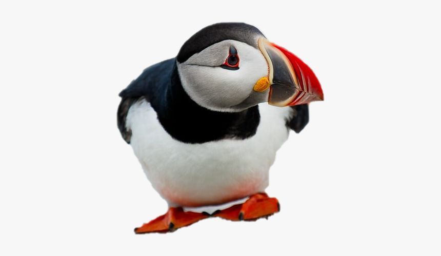 Puffin Png Free Download - Atlantic Puffin, Transparent Png