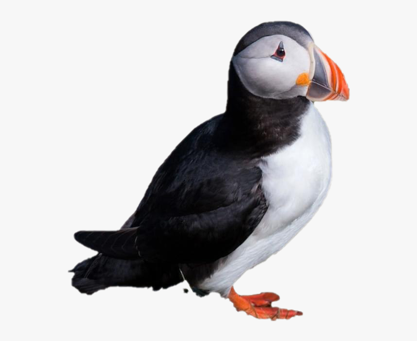 Single Puffin Png Clipart - Atlantic Puffin, Transparent Png