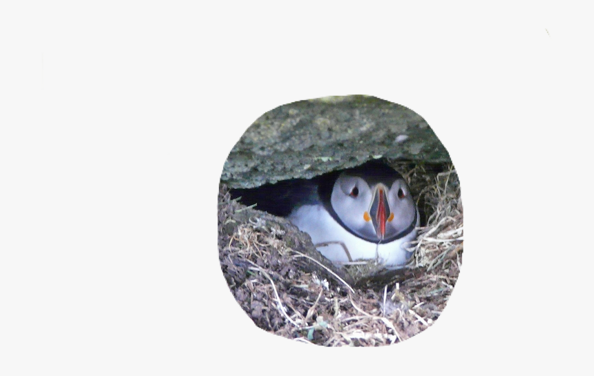 #puffin #bird #cute #pngs #png #lovely Pngs #usewithcredit - Atlantic Puffin, Transparent Png