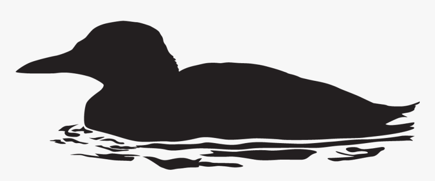 Atlantic Puffin Png - Duck, Transparent Png