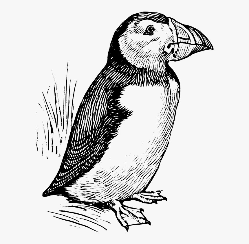Puffin - Puffin Black And White Illustration, HD Png Download