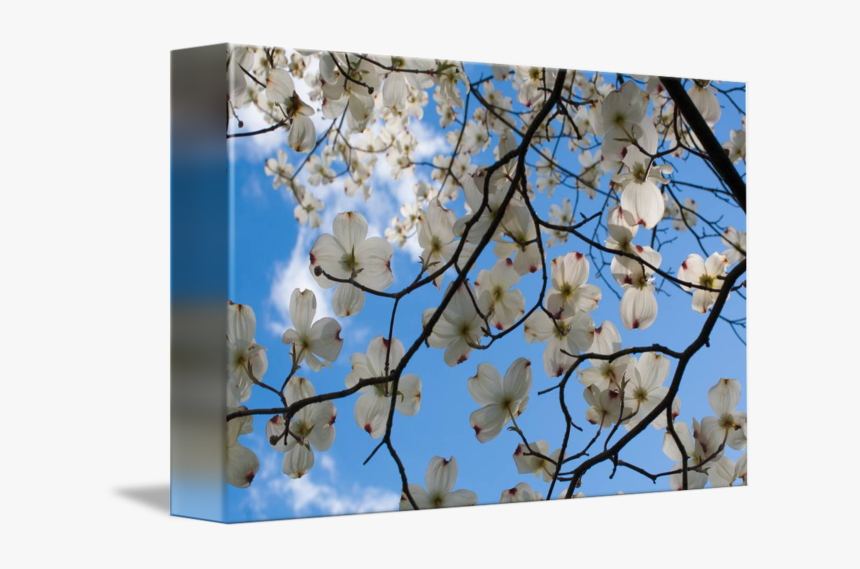 Cherry Blossom, HD Png Download