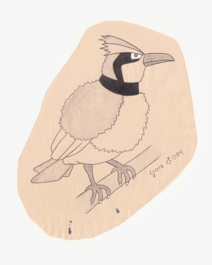 Tiny Bird Pokemon - Piciformes, HD Png Download