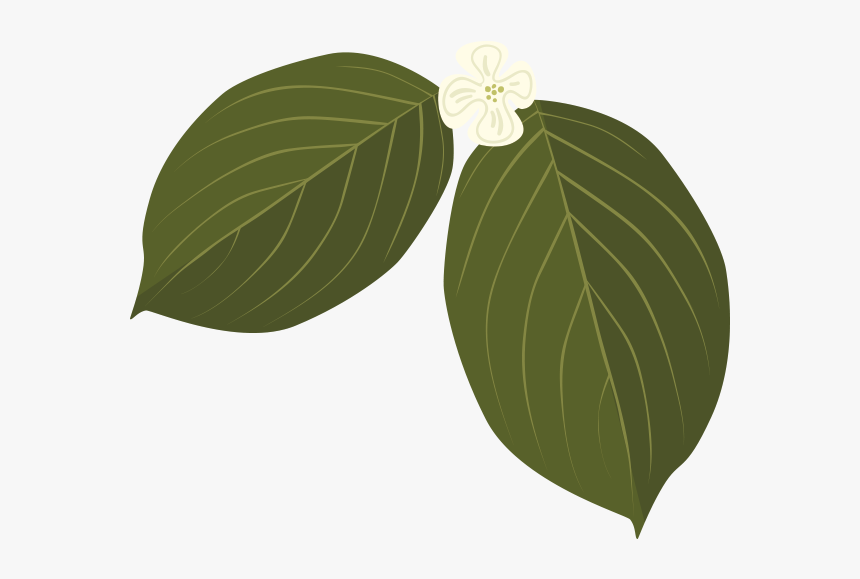 Dogwood Leaves Transparent, HD Png Download