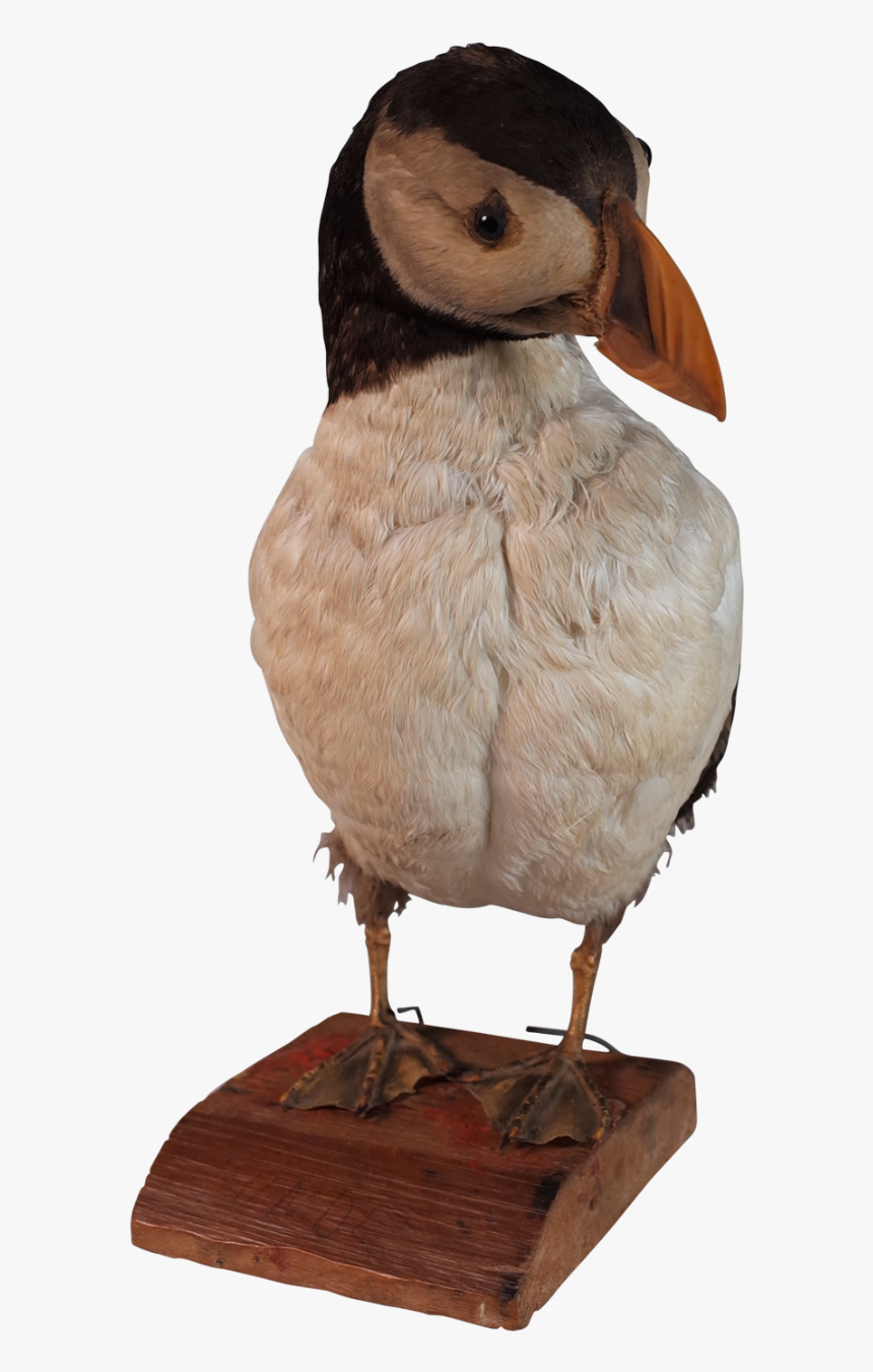Taxidermy Puffin - Puffin, HD Png Download , Transparent Png Image