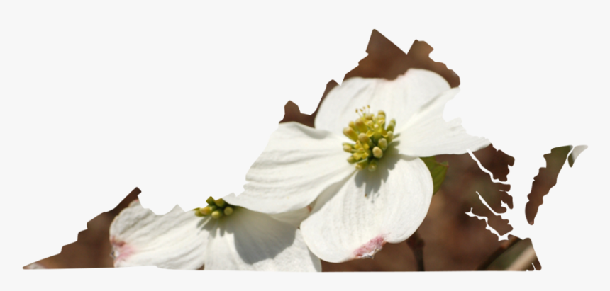 Virginia, HD Png Download