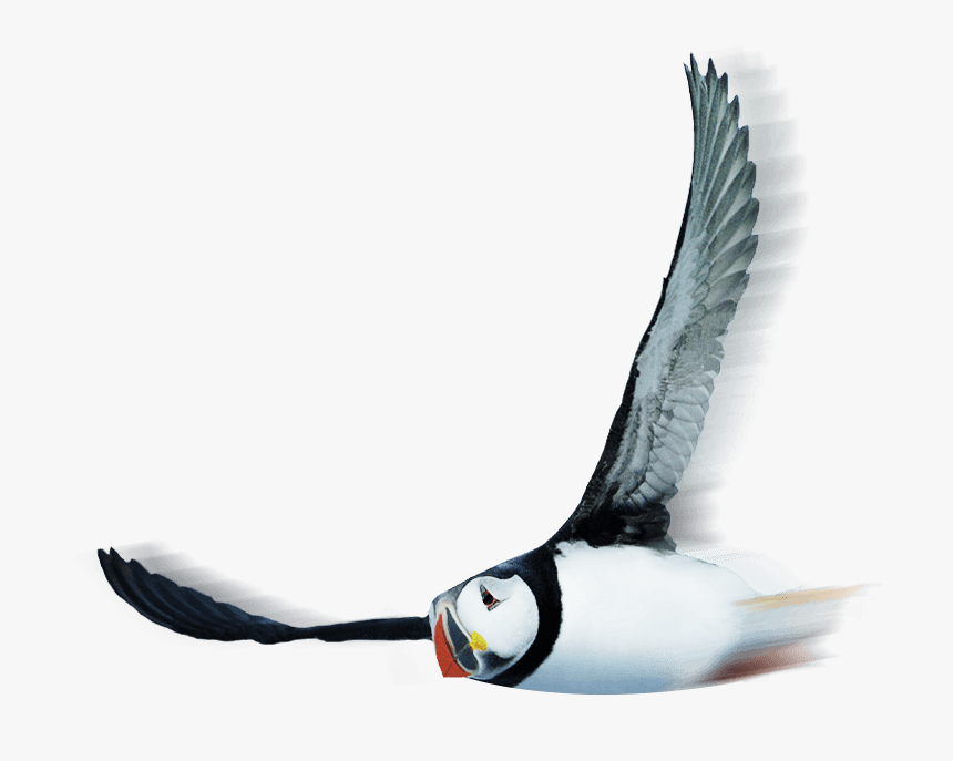 Atlantic Puffin, HD Png Download
