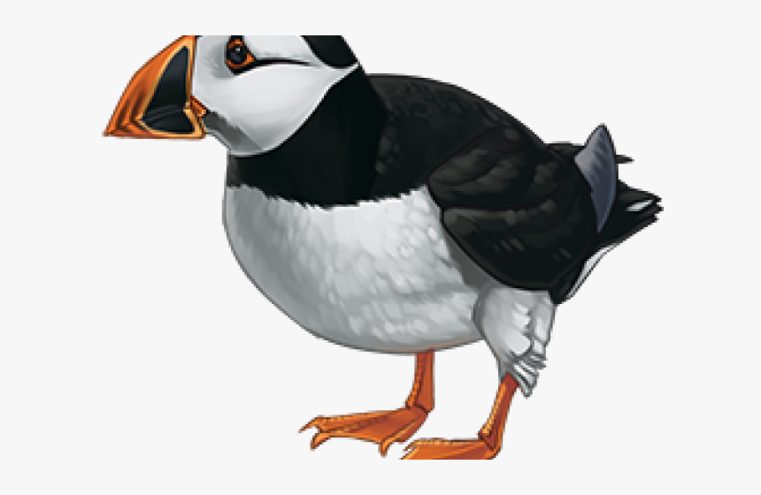 Puffin Cliparts - Atlantic Puffin, HD Png Download