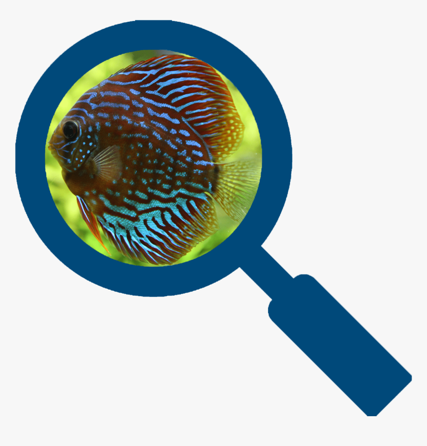 Magnifying Glass Silhouette Png, Transparent Png