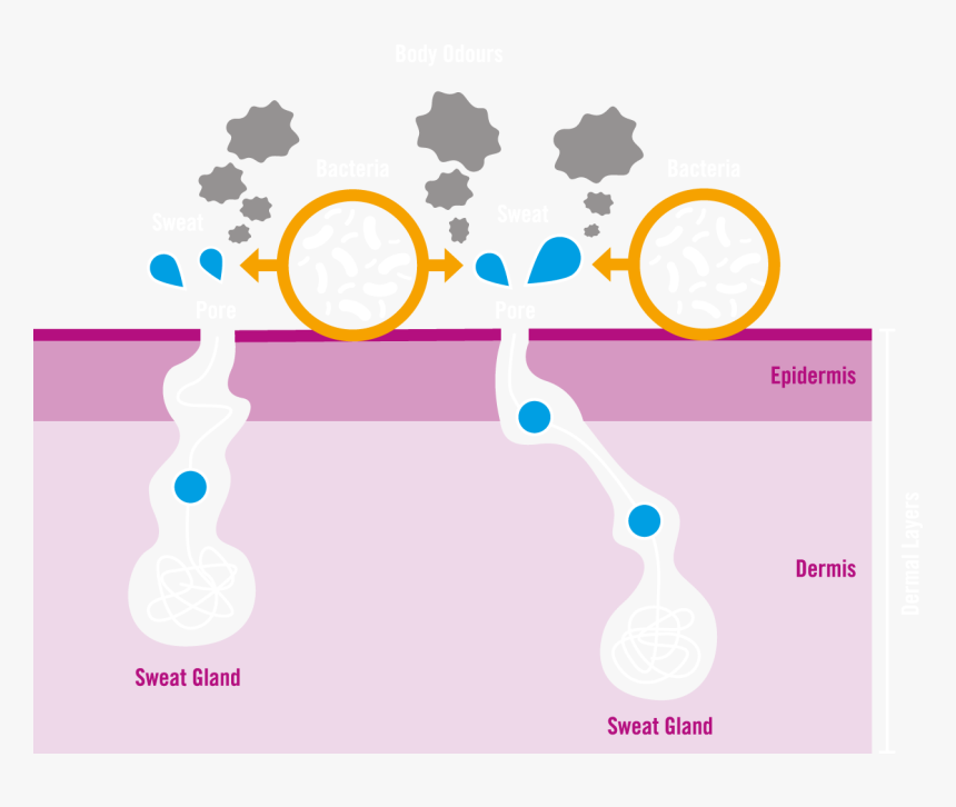 Graphic Design, HD Png Download