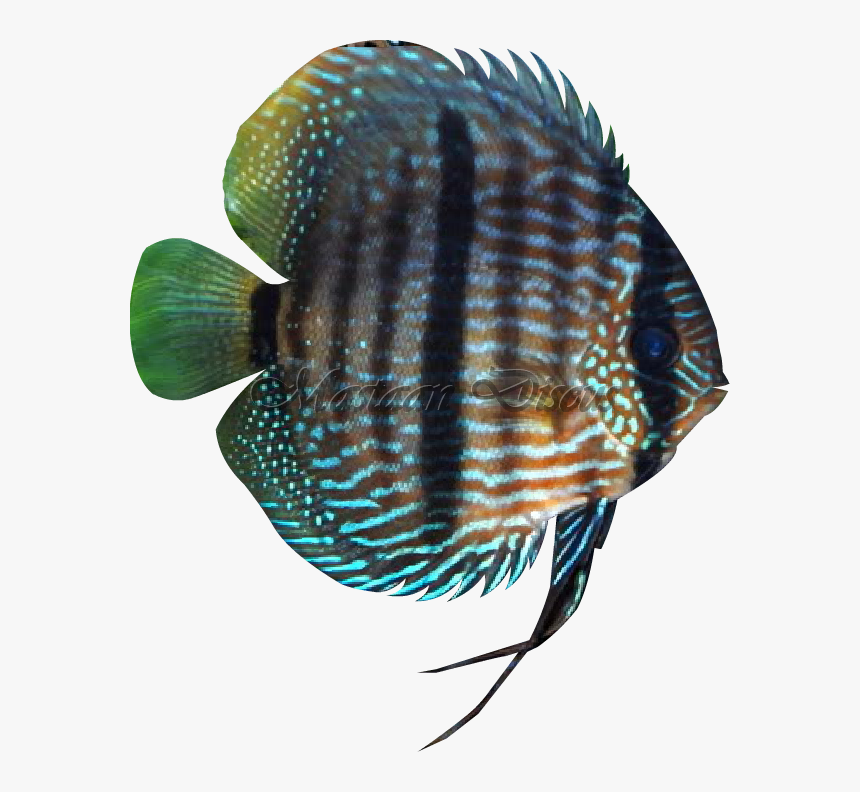 Pomacentridae, HD Png Download , Transparent Png Image PNGitem