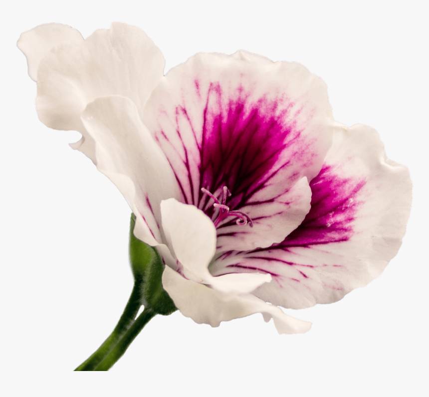 Geranium - Geranium Flower Png, Transparent Png